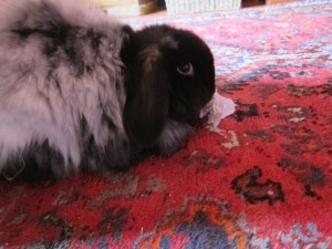 seafood and curtains 006