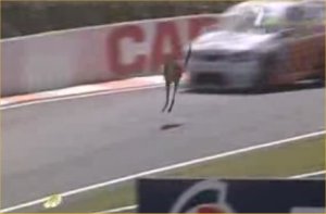 Kangaroo-vs-race-cars
